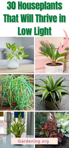 there are many houseplants that can be found in low light gardens and plants