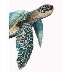 Great Sea Turtle_ Poster Print by Jodi Hatfield HJ018A Image 1 Sea Turtle Artwork, Streamline Art, Sea Turtle Watercolor, Sea Turtle Wall Art, Turtle Watercolor, Turtle Wall Art, Sea Turtle Art, Green Sea Turtle, Turtle Painting