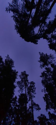 looking up at the tops of tall trees