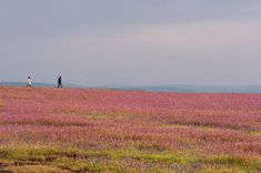 two people walking across a field with purple flowers