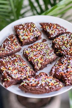 chocolate brownies with sprinkles on a white plate next to a potted plant