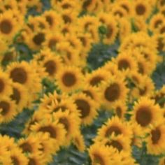 a large field of sunflowers in full bloom