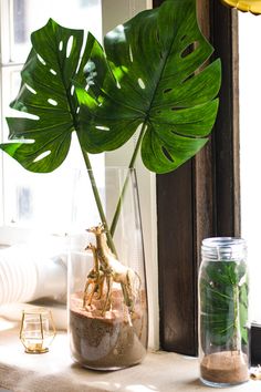 a large green plant in a glass vase