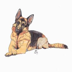 a drawing of a german shepard dog laying down