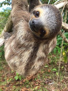 a brown and white sloth hanging from a tree