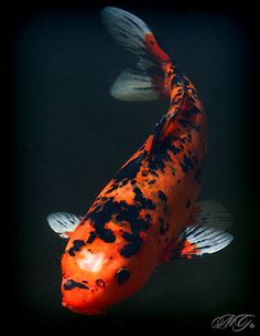 an orange and black fish swimming in the water