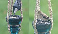 two pictures of a bird eating out of a blue hanging bird feeder, and another photo of a bird in the background