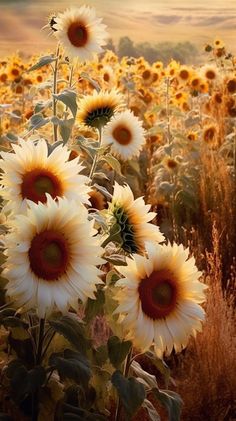 Summer Sunflower Aesthetic, Notion Images, Sunflower Illustration, Beautiful Sunflowers, White Sunflowers, Sunflower Wallpaper