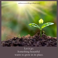 "Let it go. Something beautiful wants to grow in its place." Created by onlinecounsellingcollege.com #onlinecounsellingcollge #quotes #hope #inspiration #relationships #loss Sustainable Tips, Social Sustainability, Image Zen, Building Self Confidence, Ginkgo Biloba, Plant Lighting, All About Plants, Medicinal Plants, Planting Seeds