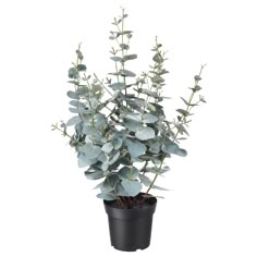 a potted plant with green leaves in it on a white background for display purposes