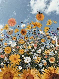 sunflowers and daisies in a field under a blue sky