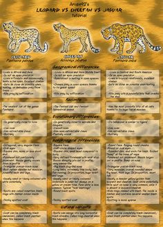 the leopard and cheetah are depicted in this graphic art work, which includes information about each animal