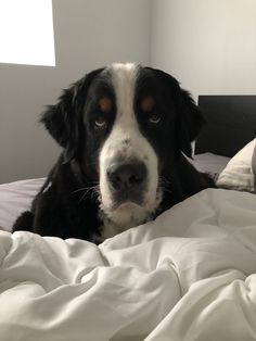 a black and white dog laying on top of a bed