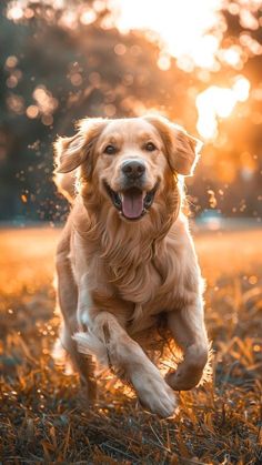 a golden retriever running through the grass at sunset