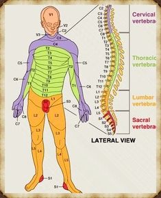 Punkty Spustowe, Nervus Vagus, Thoracic Vertebrae, Pinched Nerve, Autonomic Nervous System