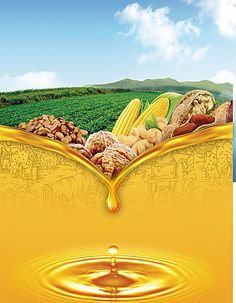 an image of corn on the cob with oil dripping from it and water in the foreground