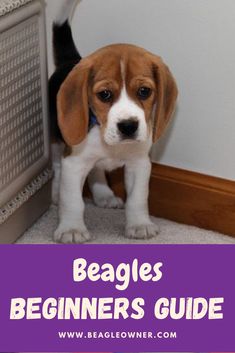 a puppy standing in front of a radiator with the words pocket beagles everything you need to know