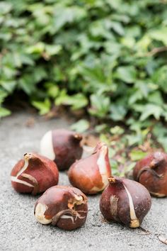 several pieces of garlic sitting on the ground