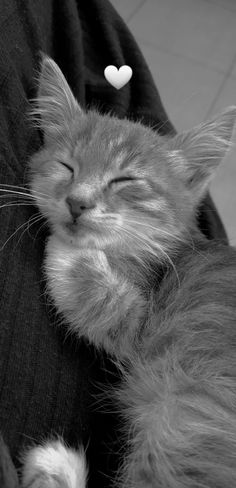 a black and white photo of a cat sleeping on someone's lap with its eyes closed