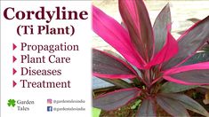 a pink plant with purple leaves on it and the words cordyline ti plant