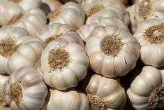 many garlic bulbs are piled up together