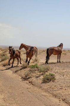 three horses running in the desert on a sunny day with no people or animals around them