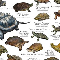 an image of turtle identification poster