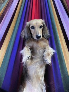 a long haired dog sitting in a hammock