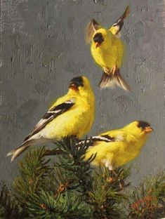 three yellow birds sitting on top of a pine tree next to another bird in the air