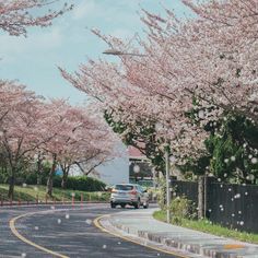 the car is driving down the street in front of blossoming trees