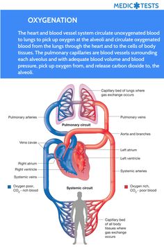 the heart and blood vessels are labeled in this diagram