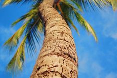 a palm tree with blue sky in the background