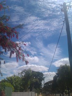 the street is lined with trees and power lines that have red flowers growing on them