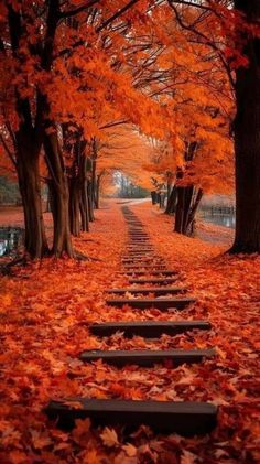 an image of a path in the fall with leaves on it and trees lining both sides