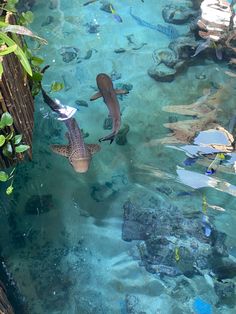 the water is crystal blue and clear with fish swimming in it's own stream