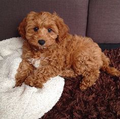 a small brown dog laying on top of a bed