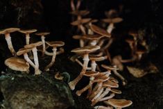 many mushrooms growing on the side of a rock