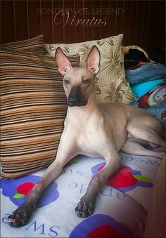 a hairless dog laying on top of a bed next to a pile of pillows