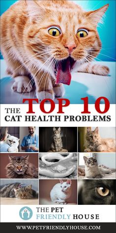 the top 10 cat health problems