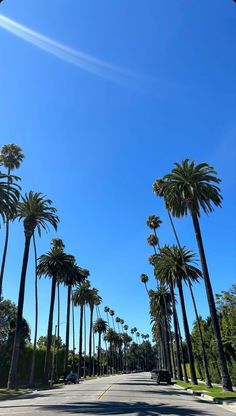 palm trees line the street in front of a blue sky