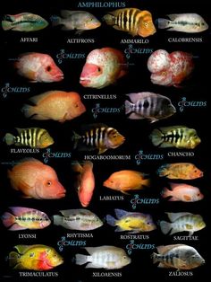 an image of many different types of fish