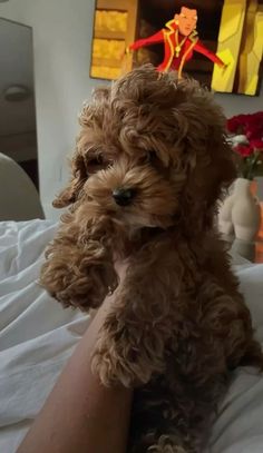 a small brown dog sitting on top of a bed next to a person's arm