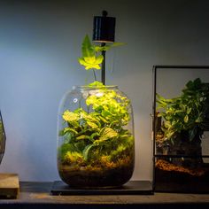 a glass vase filled with plants sitting on top of a table next to a lamp