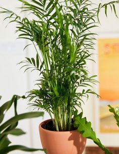 a potted plant sitting on top of a wooden table next to a green plant