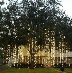 a large tree with lights hanging from it's branches in front of a house