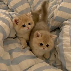 two small kittens are laying on a bed