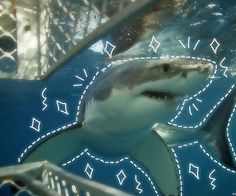 a great white shark swimming in the ocean