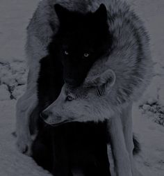 two black and white wolfs in the snow with their heads on each other's shoulders