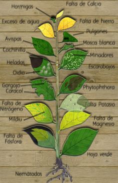 the parts of a plant that are labeled in different colors and sizes, including leaves