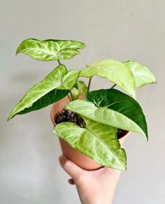 a hand holding a potted plant with green leaves